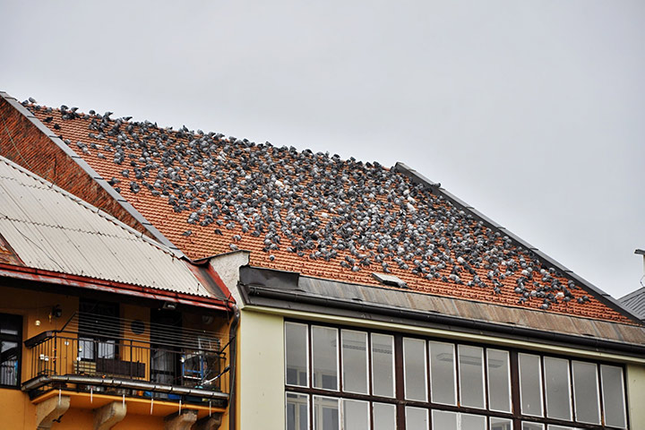 A2B Pest Control are able to install spikes to deter birds from roofs in Kensal Town. 
