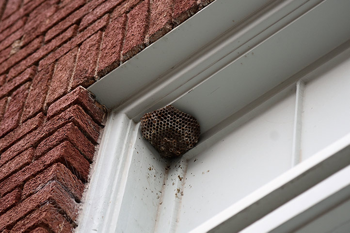 We provide a wasp nest removal service for domestic and commercial properties in Kensal Town.